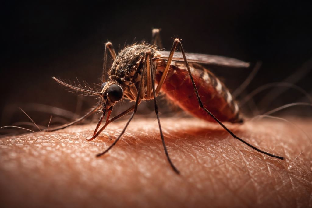 mosquito biting human skin